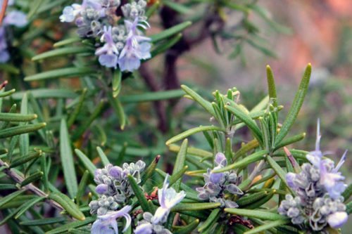 Как обрезать и хранить розмарин Обрезка и хранение розмарина дома