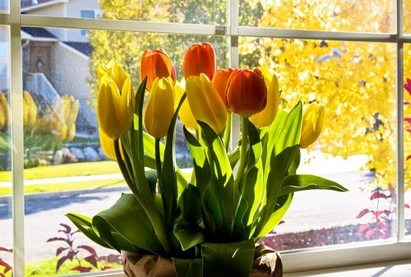 выгонка тюльпанов выгонка тюльпанов