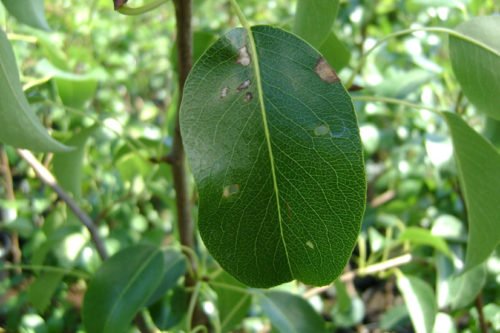 Меры борьбы с белой пятнистостью груши Белая пятнистость на груше и борьба с ней