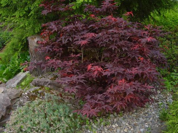 декоративный клен декоративный клен