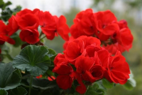 С геранью связан ряд примет Свойства герани, приметы и противопоказания