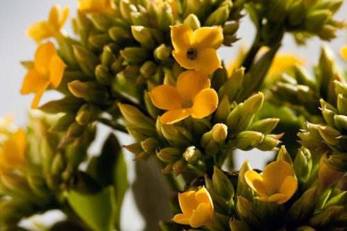 Цветение каланхоэ Блоссфельда Уход за каланхоэ в домашних условиях