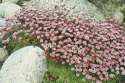 Как выращивать камнеломку Выращивание камнеломки в саду и в домашних условиях