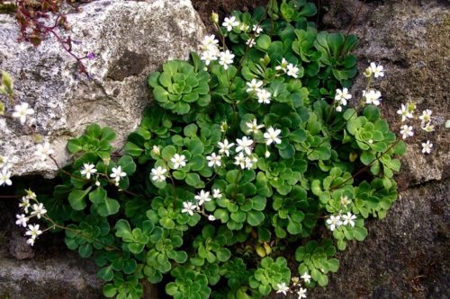 Как правильно ухаживать за камнеломкой дома Уход за камнеломкой в домашних условиях