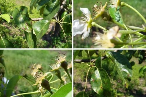 Как бороться с паршой на груше Парша груши