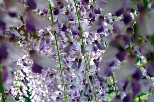 Посадка и уход за глицинией Выращивание глицинии в саду