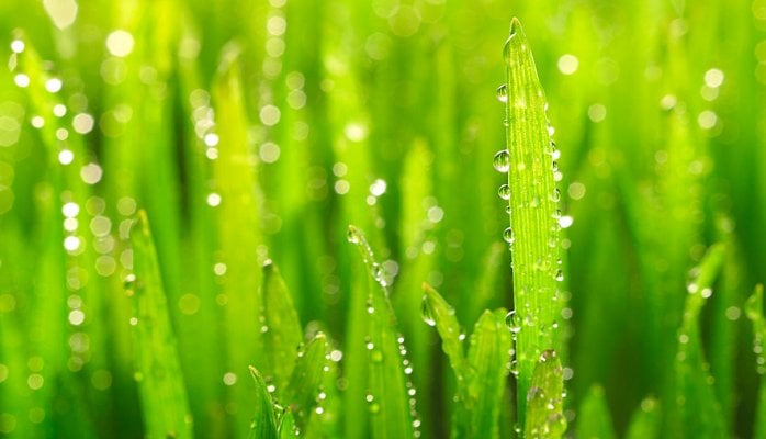 регулятор роста растений регулятор роста растений