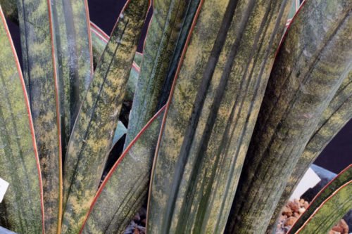 У сансевиерии есть полезные лечебные свойства Выращивание сансевиерии в комнатных условиях