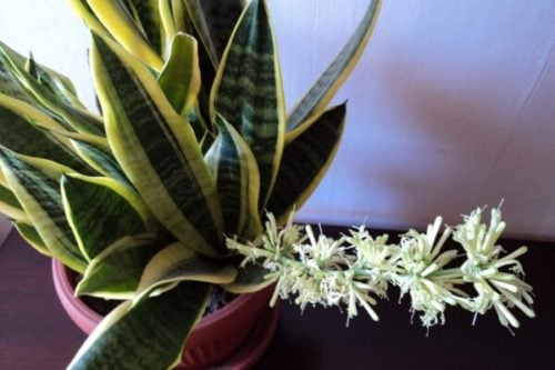 Как ухаживать за сансевиерией Выращивание сансевиерии в домашних условиях