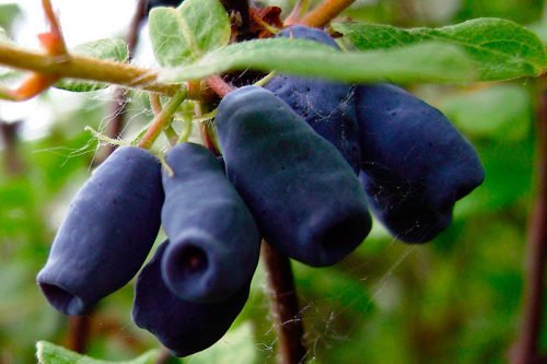 Как вырастить садовую жимолость Выращивание садовой жимолости