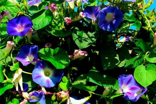 Как выращивать вьющуюся ипомею в саду выращивание ипомеи в саду