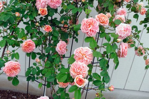 Как выращивать вьющиеся розы в саду Выращивание вьющихся роз