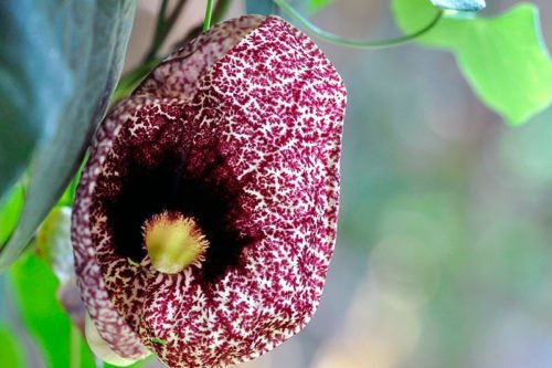 Как вырастить аристолохии в саду Выращивание аристолохии