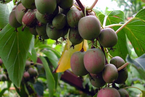 Как выращивать актинидию в саду Выращивание актинидии