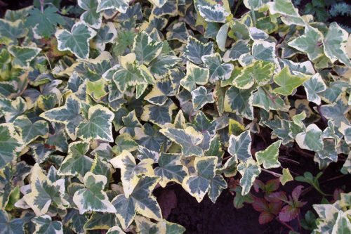 Как вырастить плющ обыкновенный Выращивание плюща обыкновенного