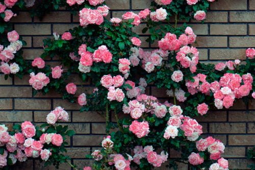 Виды вьющихся садовых растений Выращивание вьющихся садовых растений в саду