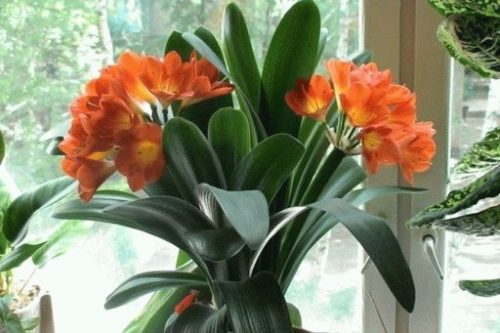 Комнатные растения можно подобрать под любой вкус Комнатные растения можно подобрать под любой вкус