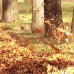 Как использовать опавшие листья