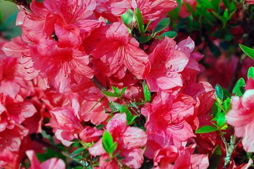 Как вырастить азалию в домашних условиях