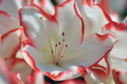 Как ухаживать за азалией дома