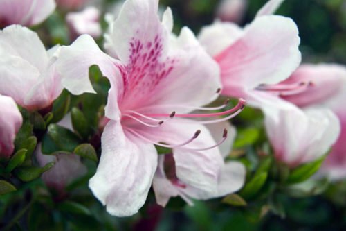 Как правильно ухаживать за азалией дома