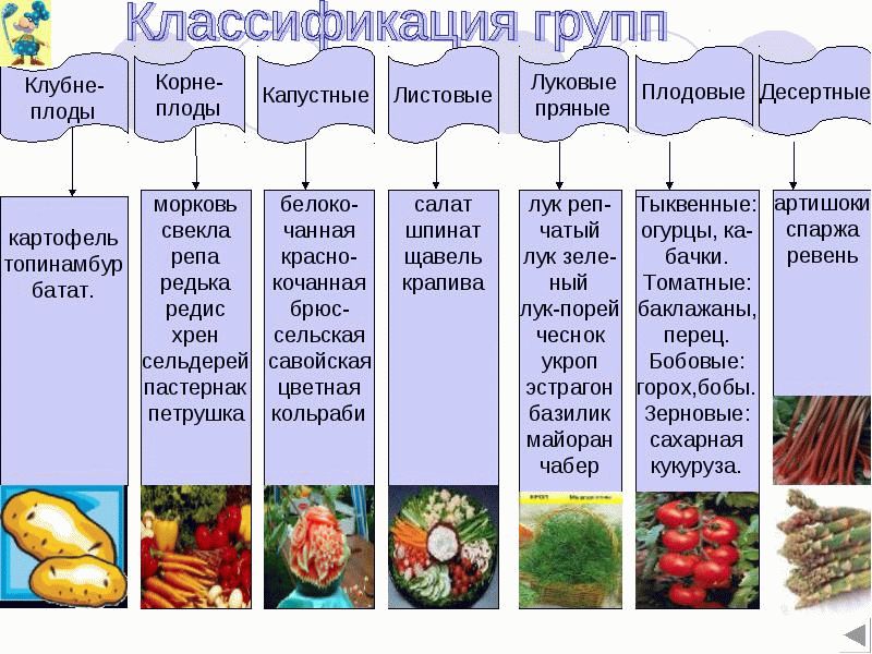 Классификация групп овощей
