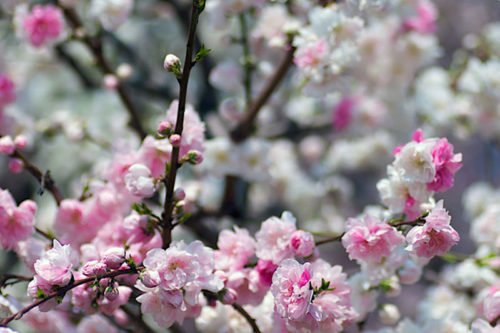 Цветение персика в саду