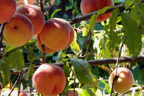 Посадка и уход за персиками в саду