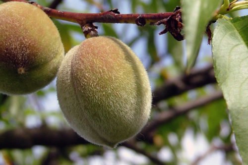 Выращивание персиков в саду