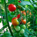 Выращивание помидор в теплице