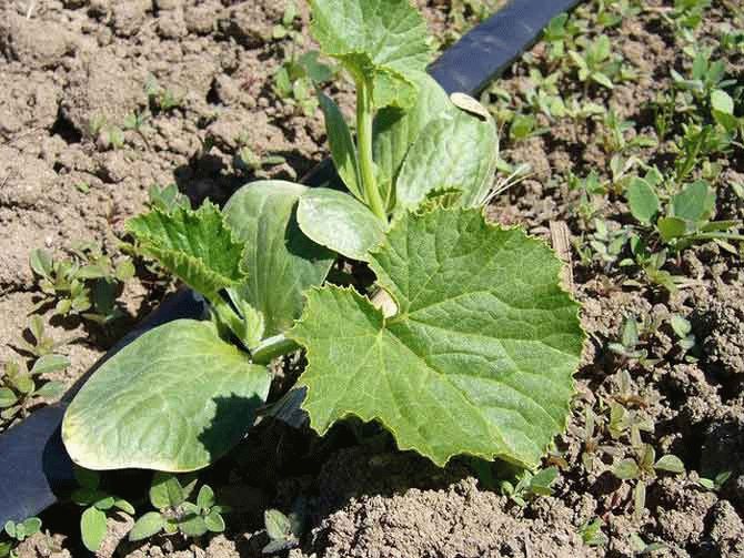 Вредители кабачков