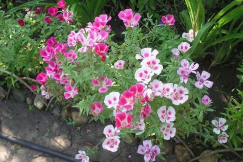 годеция выращивание годеция выращивание