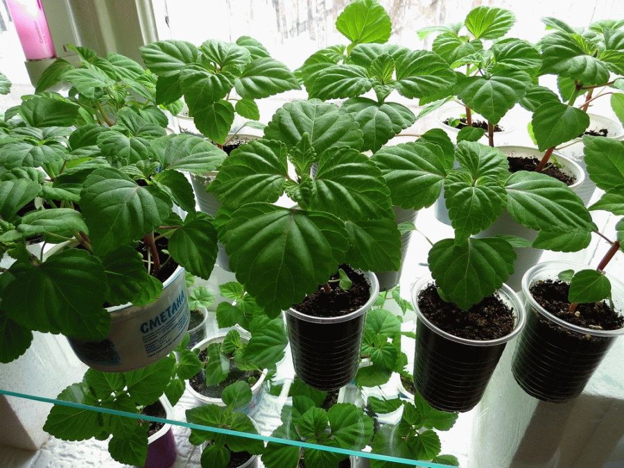 рассада сильвии