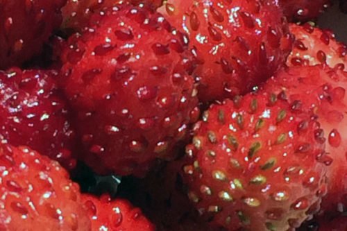 Как вырастить землянику из семян