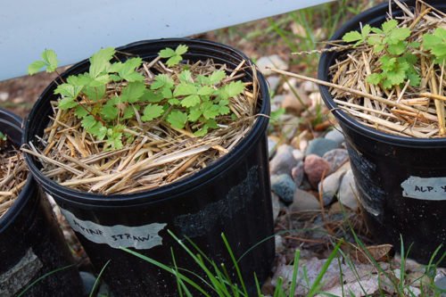 Как из семян вырастить рассаду земляники