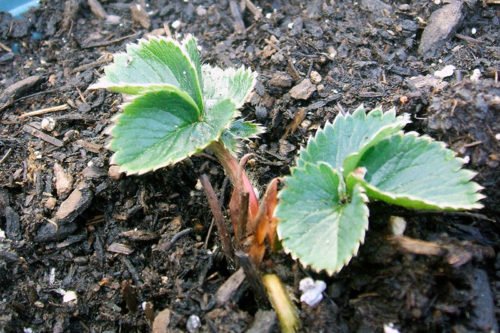 Как ухаживать за рассадой земляники