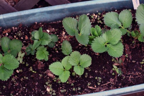 Как вырастить землянику из семян