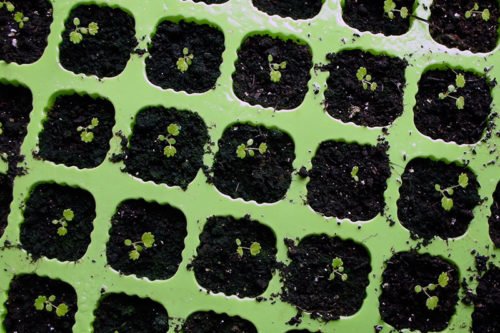 Как вырастить землянику из семян в домашних условиях