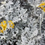 Цинерария серебристая из семян – посадка и уход в открытом грунте