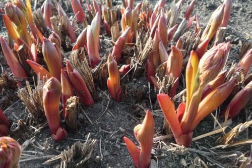 пионы весенний уход пионы весенний уход