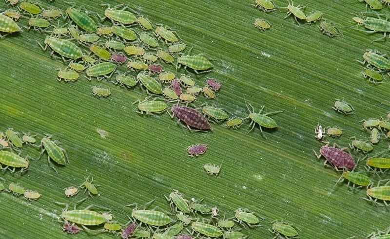 защита растений от тли