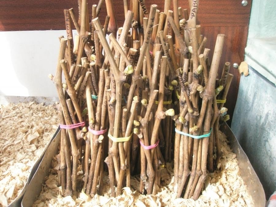 черенки зимой