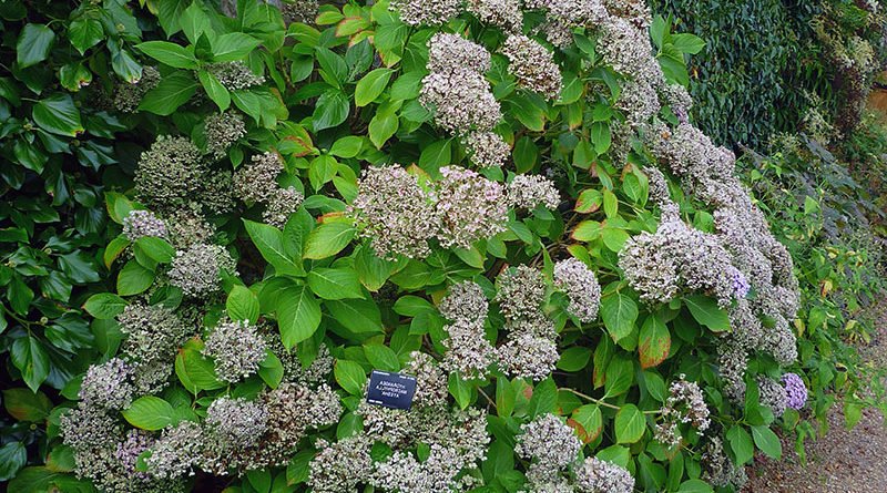 Подготовка гортензии к зимовке