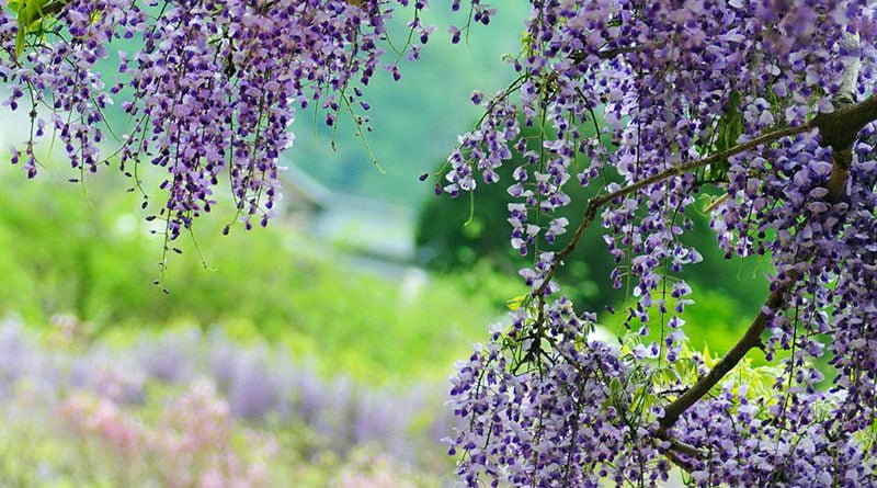 Как выращивать глицинию на участке