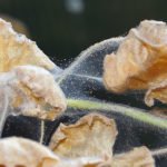 Как бороться с паутинным клещом на комнатных растениях