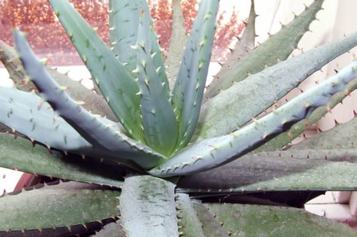 Неприхотливое алоэ Алоэ – неприхотливое комнатное растение