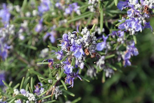 Неприхотливое растение розмарин Розмарин – неприхотливое комнатное растение