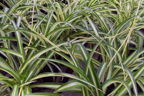 Неприхотливое растение хлорофитум Хлорофитум – неприхотливое комнатное растение