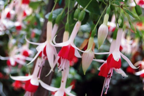 Неприхотливое растение фуксия Фуксия – неприхотливое комнатное растение