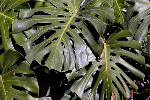 Неприхотливое растение монстера Монстера – неприхотливое комнатное растение